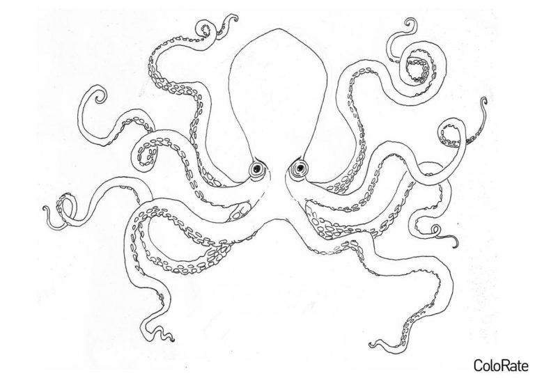 Раскраски Осьминога для детей распечатать на А4 и скачать