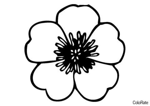 Цветы распечатать раскраску - Аккуратный цветок мака