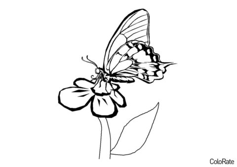 Разукрашка Бабочка на цветочке распечатать на А4 - Цветы