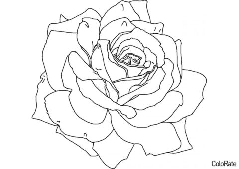 Огромная роза раскраска распечатать и скачать - Цветы