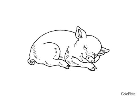 Свинки, поросята распечатать раскраску - Спящий поросёнок