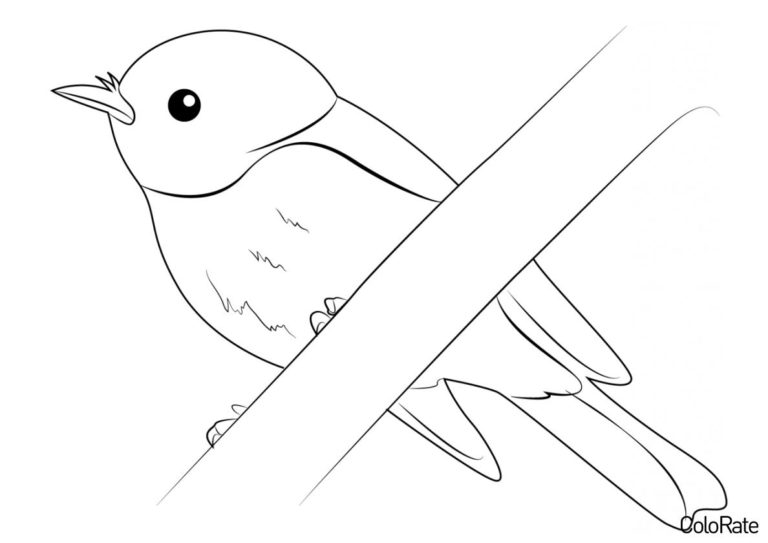 Раскраски Дроздов для детей распечатать на А4 бесплатно