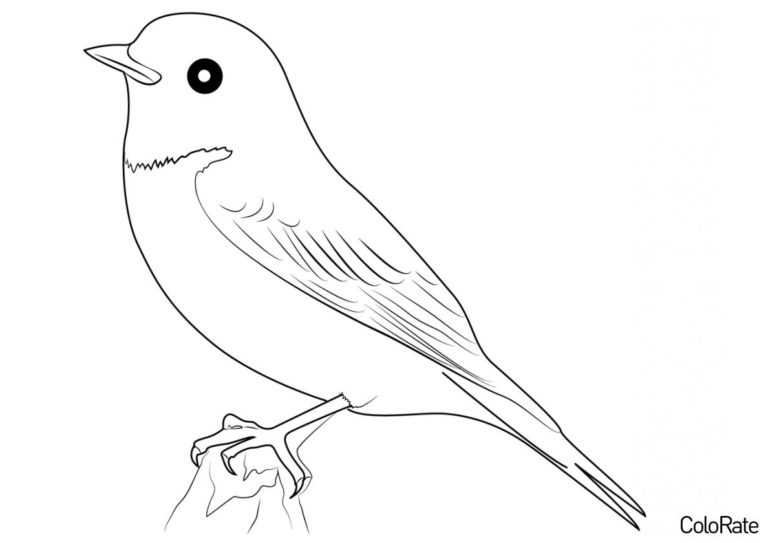 Раскраски Дроздов для детей распечатать на А4 бесплатно