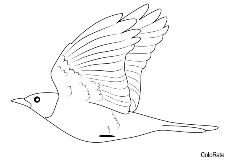 Раскраски Дроздов для детей распечатать на А4 бесплатно