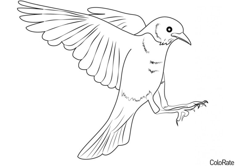 Раскраски Дроздов для детей распечатать на А4 бесплатно