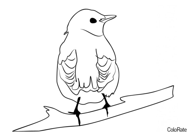 Раскраски Дроздов для детей распечатать на А4 бесплатно