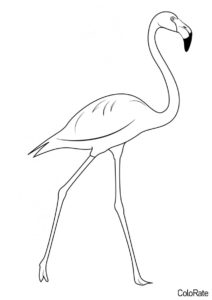 Прекрасная птичка раскраска распечатать бесплатно на А4 - Фламинго
