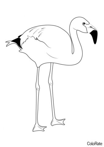 Фламинго бесплатная разукрашка - Андский фламинго