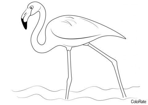 Раскраска Американский фламинго распечатать и скачать - Фламинго