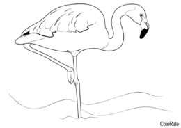 Амазонский фламинго распечатать и скачать раскраску - Фламинго