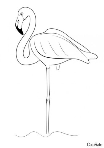 Фламинго распечатать раскраску - Фламинго стоит на одной ноге