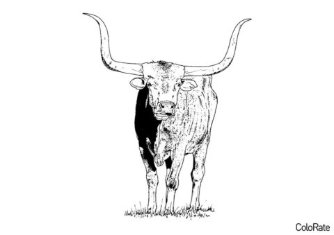Крупный бык с огромными рогами разукрашка скачать и распечатать - Коровы, быки, телята