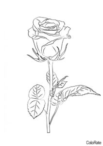 Роза распечатать раскраску - Прекрасная роза