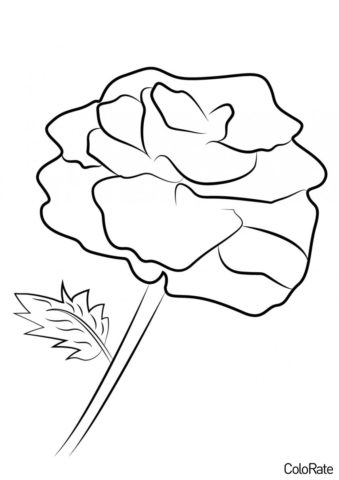 Роза распечатать раскраску - Красочная роза
