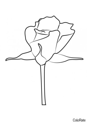 Роза распечатать раскраску - Розочка