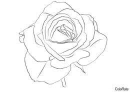 Раскраска Яркий цветок распечатать на А4 и скачать - Роза