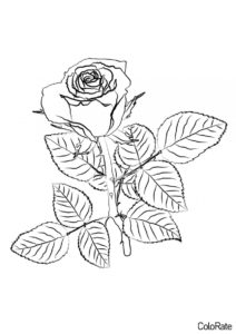 Роза распечатать раскраску на А4 - Красная роза на веточке