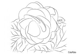 Бегония - удивительный цветок (Бегония) распечатать бесплатную раскраску