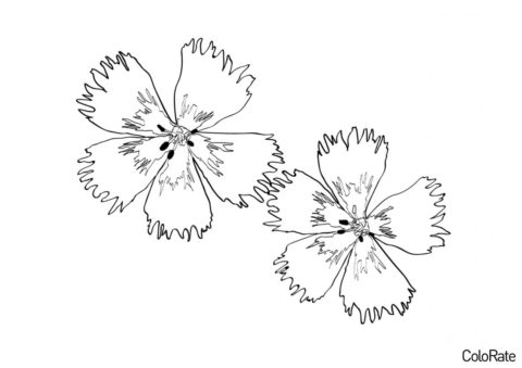 Два цветочка гвоздики бесплатная раскраска - Гвоздика
