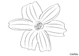 Одинокий цветок гиацинта (Гиацинты) бесплатная раскраска