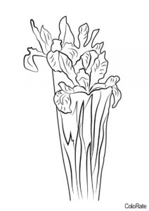 Ирисы бесплатная разукрашка - Цветы голландского ириса