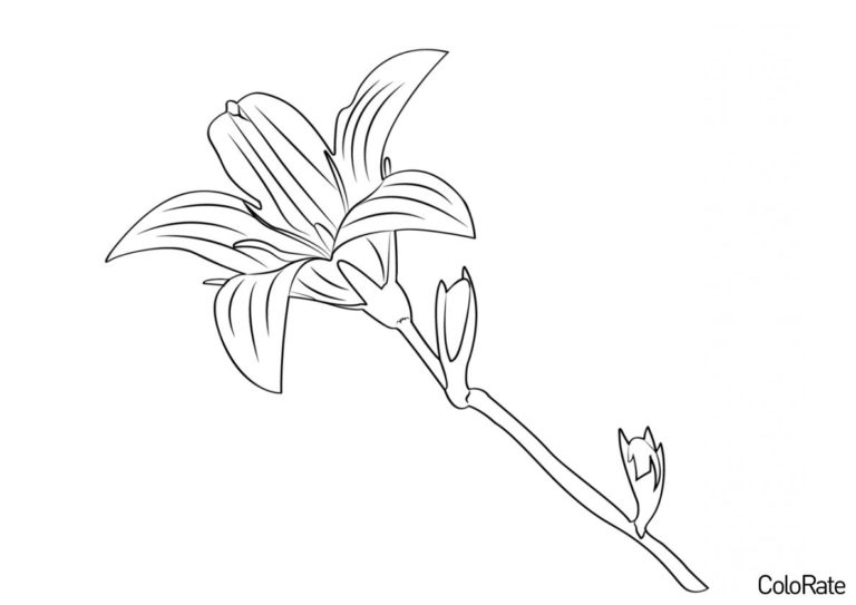 Раскраски Колокольчиков распечатать на А4 бесплатно