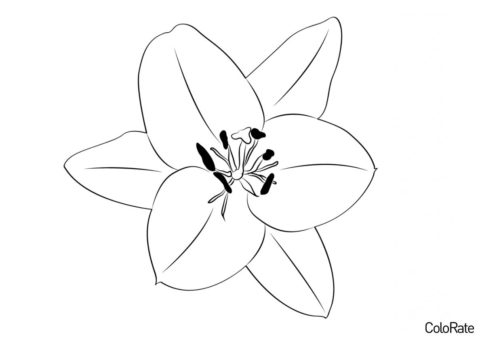 Цветок восточной лилии (Лилии) разукрашка для печати на А4