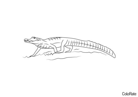 Аллигатор Кайман - Крокодилы и аллигаторы раскраска распечатать на А4