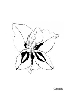 Цветок Гладиолуса - Гладиолусы раскраска распечатать на А4
