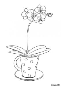 Чайная орхидея (Орхидеи) раскраска для печати и загрузки