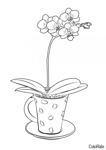 Чайная орхидея (Орхидеи) раскраска для печати и загрузки