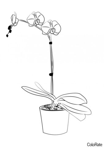 Раскраска Цветущая орхидея Дендробиум - Орхидеи
