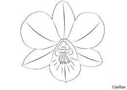 Орхидея Дендробиум разукрашка скачать и распечатать - Орхидеи