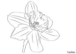 Нежный цветок Нарцисса раскраска распечатать и скачать - Нарциссы