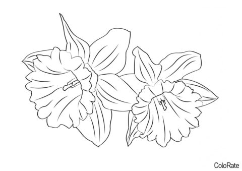 Прекрасные цветочки Нарциссов (Нарциссы) распечатать бесплатную раскраску