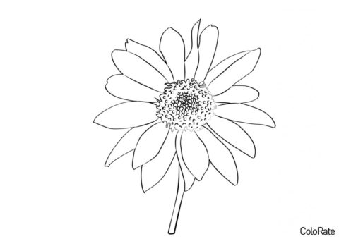 Солнечный цветок - Подсолнухи бесплатная раскраска