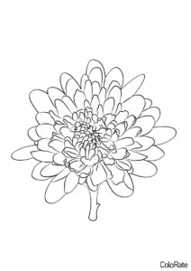 Хризантемы распечатать раскраску - Удивительный нежный цветок