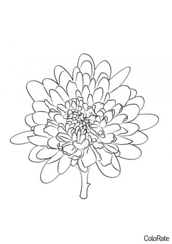 Хризантемы распечатать раскраску - Удивительный нежный цветок