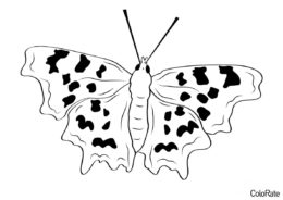 Исчезающий вид бабочек (Бабочки) распечатать разукрашку