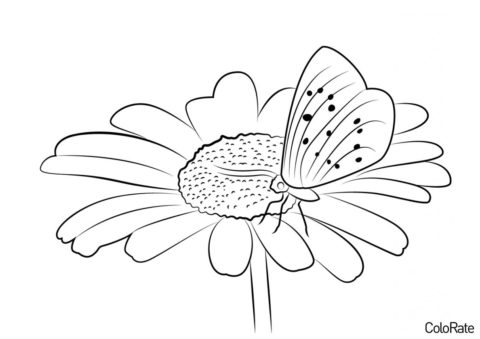 Бабочка на Маргаритке - Бабочки раскраска распечатать на А4