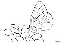 Бабочки бесплатная раскраска - Бабочка пьёт нектар