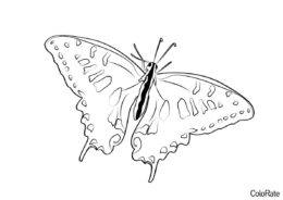 Бабочка Махаон (Бабочки) раскраска для печати и загрузки