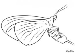 Ленточник Артемида (Бабочки) распечатать раскраску