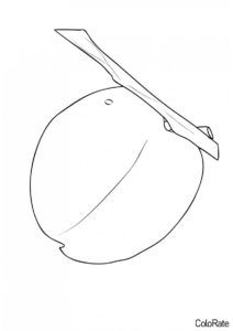 Спелый абрикос на ветке (Абрикос) распечатать бесплатную раскраску