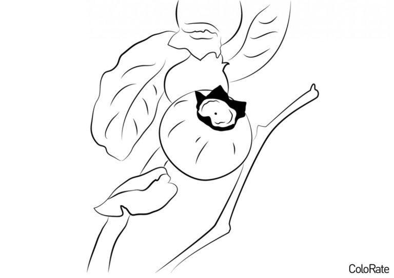 Раскраски Черника распечатать на А4 бесплатно