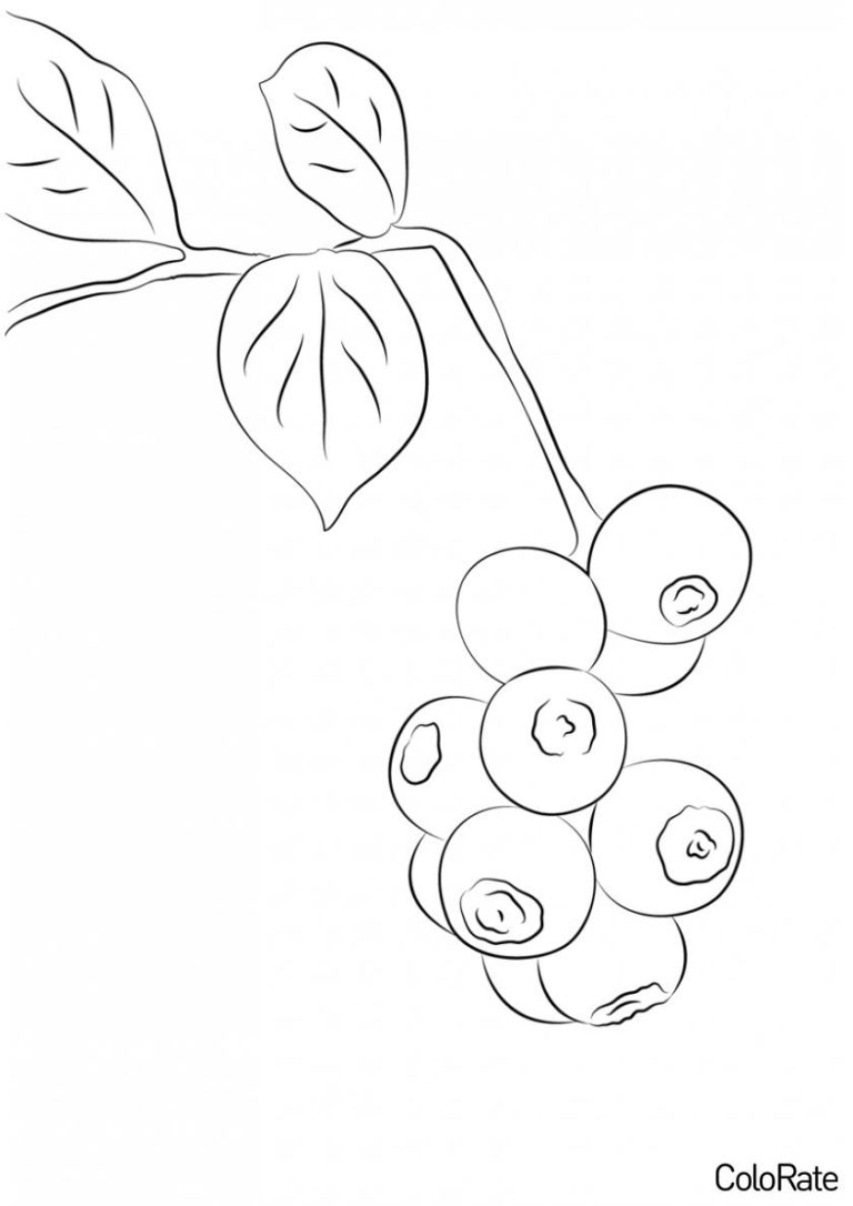 Раскраска Множество ягодок распечатать - Черника