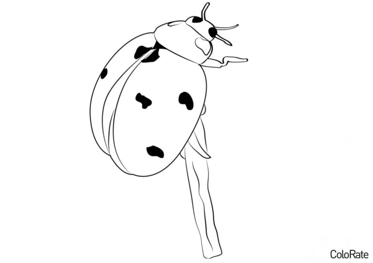 Раскраска Храбрая божья коровка распечатать - Божьи коровки