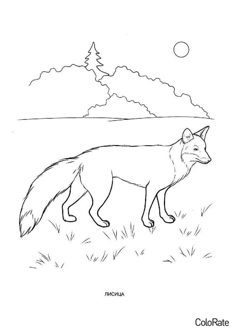 Раскраски лис, лисичек и лисят распечатать на А4 бесплатно