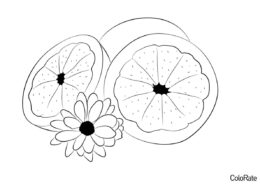 Грейпфрут с цветком (Грейпфрут) распечатать разукрашку