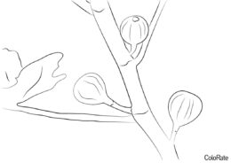 Фиговая ветвь с инжиром (Инжир) распечатать бесплатную раскраску
